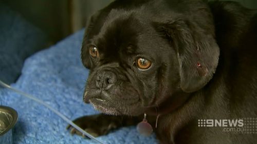 Madame Pugsley is one of the dogs attacked by Izzy the Staffordshire bull terrier. (9NEWS)