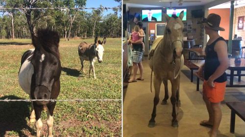 The adventurous animals (left), and a recreation of the visit (right). (9NEWS)