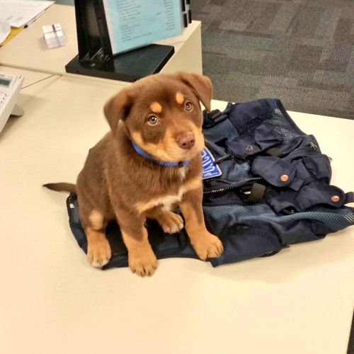 WA police station's newest 'recruit' is beyond cute and unlikely to intimidate anyone