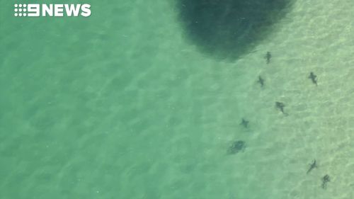 Whaler sharks, juvenile great white sharks and bull sharks were spotted hunting the baitfish. (9NEWS)