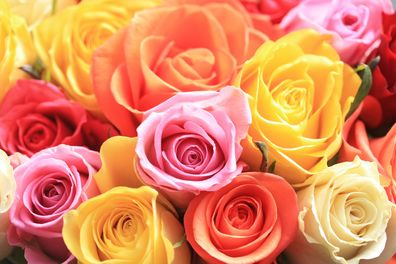 Different coloured roses represent different things, such as friendship and new beginnings.
