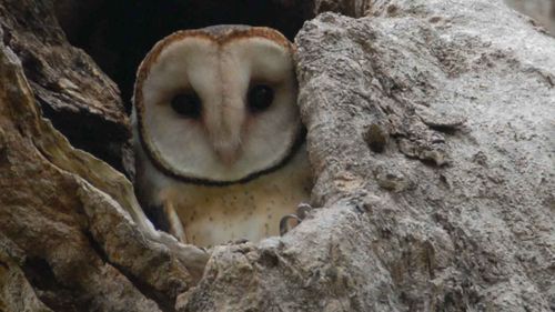 Masked owls could die from eating poisoned mice.