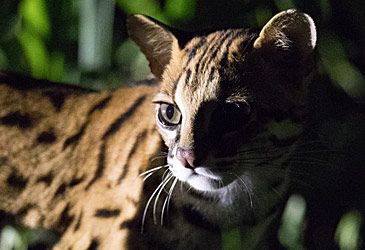 What species of wild cat is illustrated above?