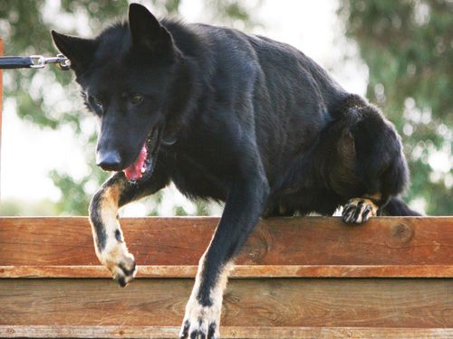 Enzo helped with arrests for burglaries and car thefts and with controlling gatherings. 