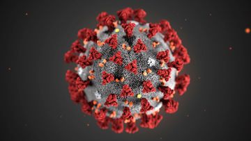 This illustration provided by the Centers for Disease Control and Prevention (CDC) in January 2020 shows the 2019 Novel Coronavirus (2019-nCoV).