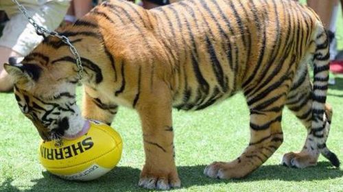 Queensland tiger handler at risk of infection after bite