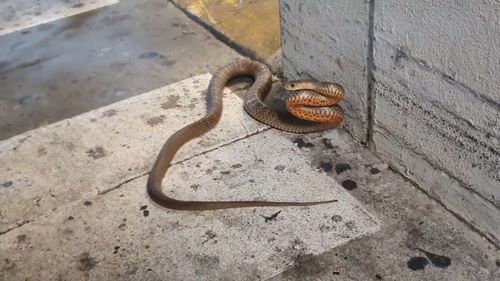 This eastern brown snake was found at a busy shopping centre.