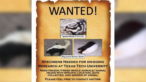 A "wanted" poster asks for roadkill skunk specimens to be used in research.