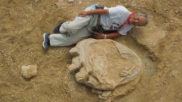 Professor Shinobu Ishigaki lies beside the fossil find. (AFP)
