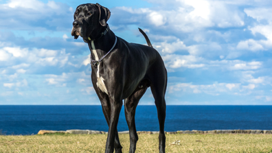Great Dane 