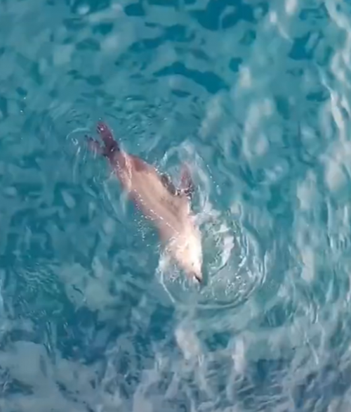 A playful seal was also filmed rolling in the swell. 