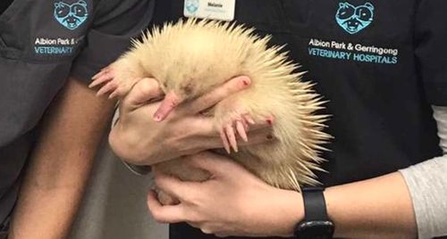  Vet Cindy Jarrett and vet nurse Melanie Puggioni with rare albino echidna 'Mr Spike' before being placed into WIRES care 