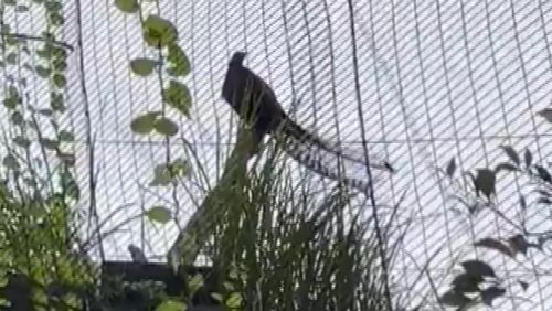 A lyre bird puts on a remarkable display at Taronga Zoo in Sydney.