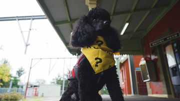 Bentley the mental health assistance dog supporting NSW transport staff.