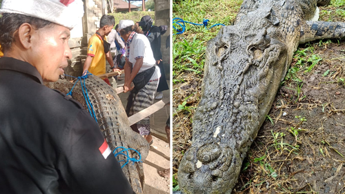 After the animal was removed from the beach work began to transport it to the Bali Wildlife Rescue Centre.