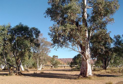 Police said the woman was running along the Todd River, near the Stott Terrace Bridge about 3.45pm.
