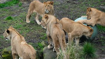 Five lions spent ten minutes out of their enclosure at Taronga Zoo.