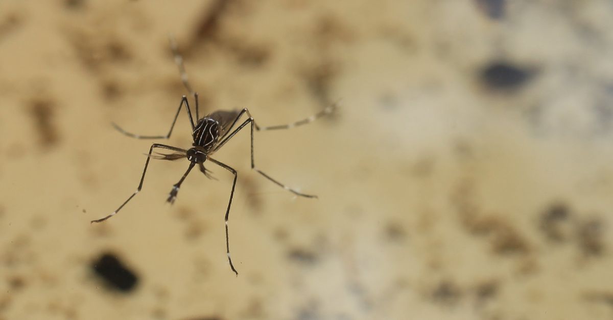 Health warnings issued for mosquito-borne disease after virus detected in Queensland, NSW and Victoria - 9News