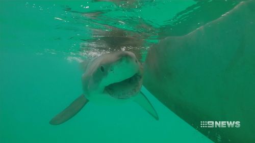 There have been 15 fatal shark attacks in West Australia since 2000. (9NEWS)