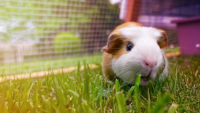 Guinea pig