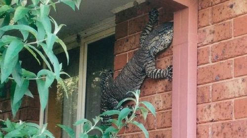 Giant goanna snapped in NSW man's backyard