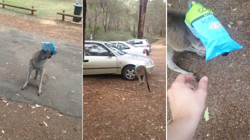 An unfortunate roo has run into the wheel of a car while attempting to free itself from a chip packet that became wrapped around its snout. (YouTube/Glenn Turner)