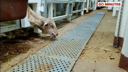 Lambs were killed and thrown overboard. (60 Minutes)