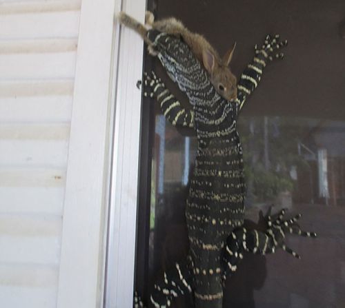 North Sydney homeowner breaks up bunny v goanna suburban showdown 