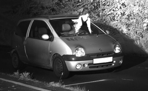 Pigeon saves speeding driver a ticket