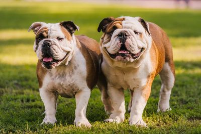 5. Bulldogs