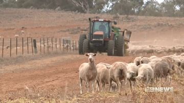 businesses struggling to stay afloat as crippling drought has knock on effects