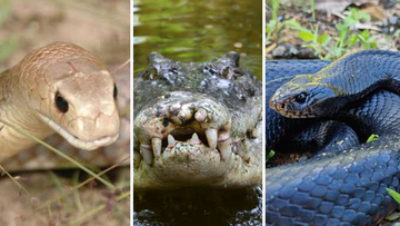 Unusual animals found in NYC: Alligators, snakes, tigers, cougars