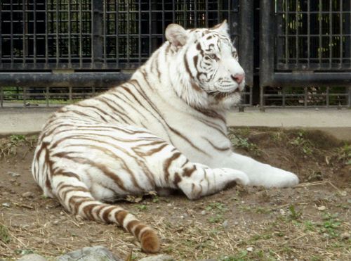 A white tiger in a pen at at Hirakawa Zoological Park in Kagoshima, southern Japan. Police are investigating the death of a zoo keeper apparently mauled to death by one of the tigers.