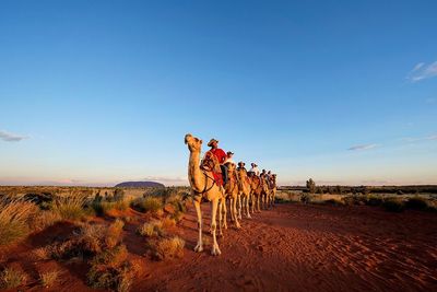 2. Uluru Small-Group Tour by Camel at Sunrise or Sunset 