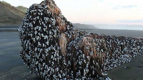 A large piece of driftwood covered in goose-neck barnacles washed ashore in New Zealand last year. (Photo: contributed)