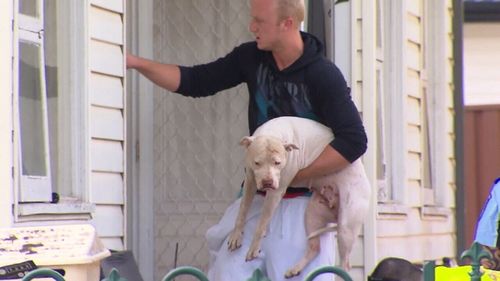 A man tried to break up a dog fight in Smithfield when he was attacked. (9NEWS)