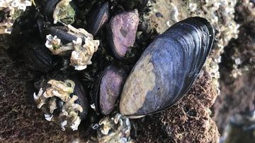 Microplastics were found in variable concentrations in blue mussels from the sites sampled.