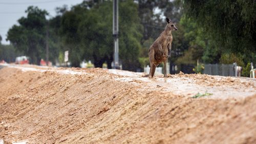 Un kangourou sur la digue d'inondation d'Echuca