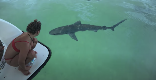 The 'inquisitive' shark circled the boat for an hour.