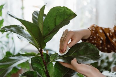 Dusting houseplant leaves