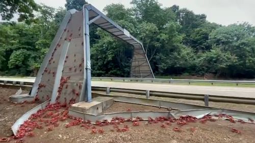 A 'crab bridge' has been constructed to aide their migration.