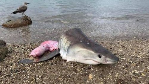 The head of a great white shark was found on a New Zealand beach.