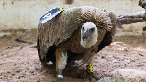 Hapless Israeli vulture accused of ‘spying’ released by Lebanese captors