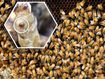 The NSW Government is urging beekeepers across the state to safeguard their industry after biosecurity surveillance detected Varroa mite in hives at the Port of Newcastle.