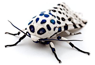 <strong>Giant leopard moth</strong>
