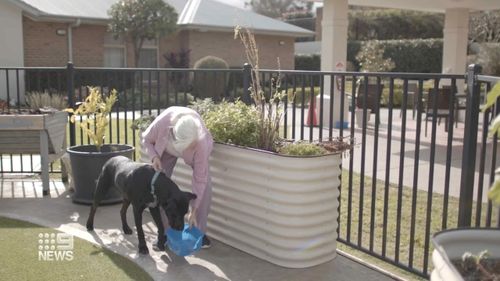 Zeus the old rescue dog becomes companion for aged care residents