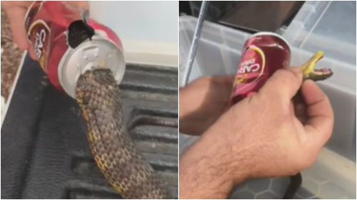 The Tiger snake was finally freed after a delicate rescue operation. (Stewy the Snake Catcher)