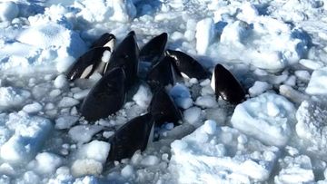 Killer whales trapped