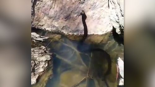 The snake grabbed hold of the fish then slithered up a  rock to eat it.