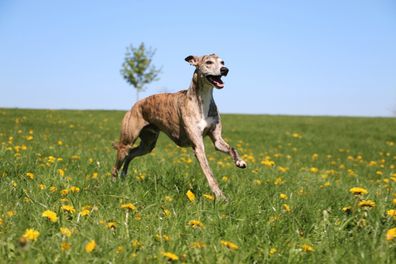 beautiful brindle whippet is running on a field with dandelions